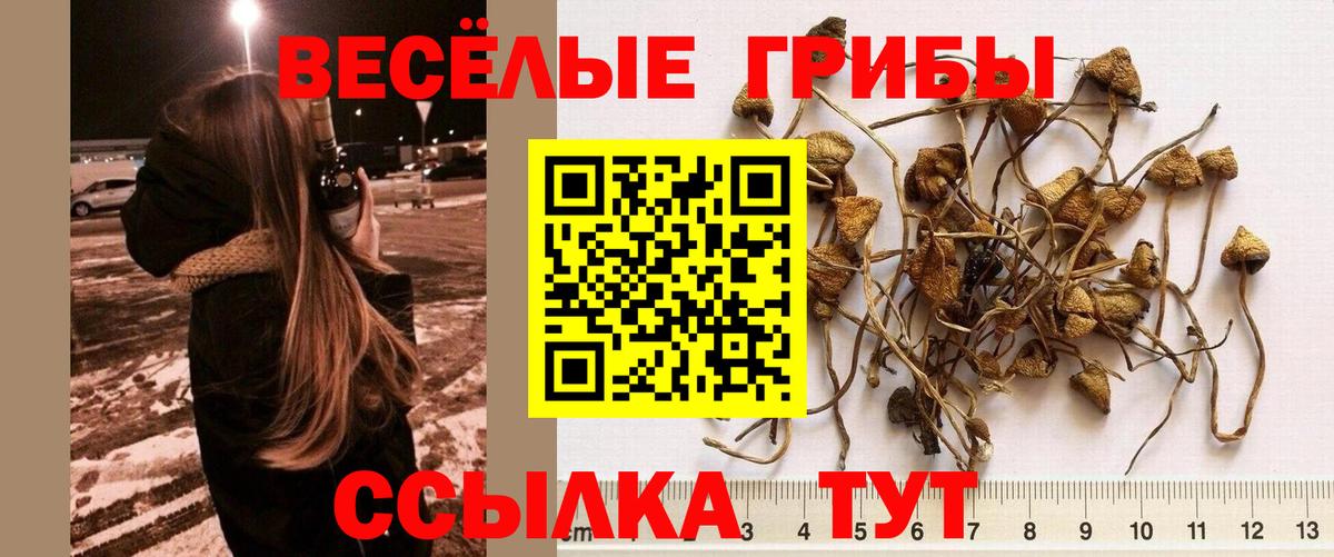 Галлюциногенные грибы GOLDEN TEACHER Ноябрьск